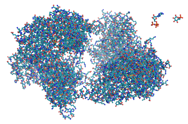 Hexokinase_ball_and_stick_model,_with_substrates_to_scale_copy